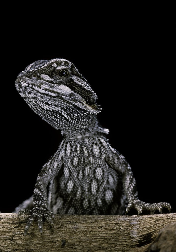 Detail of Pogona brevis (bearded dragon) - young by Anonymous