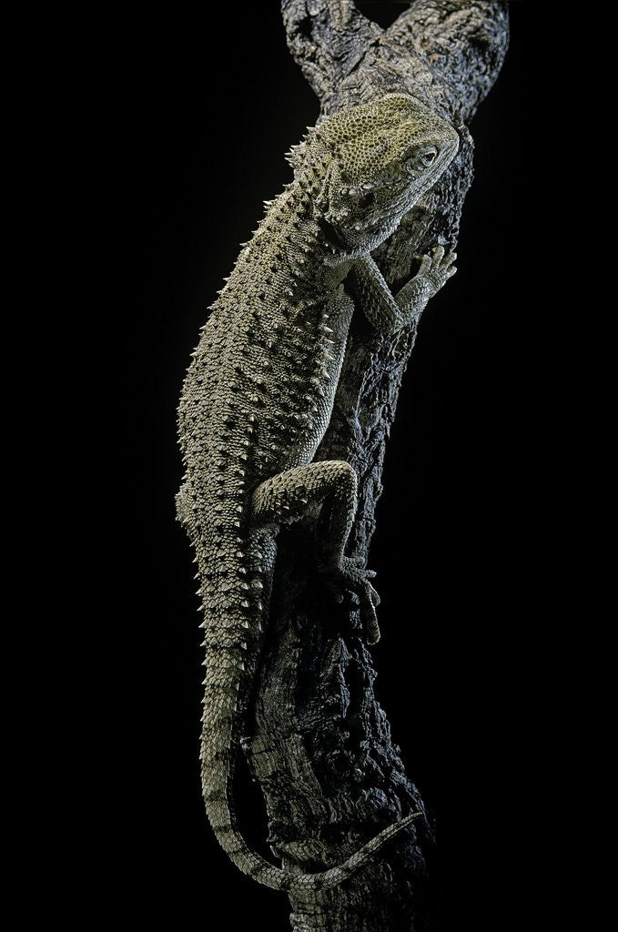 Detail of Pogona brevis (bearded dragon) by Anonymous