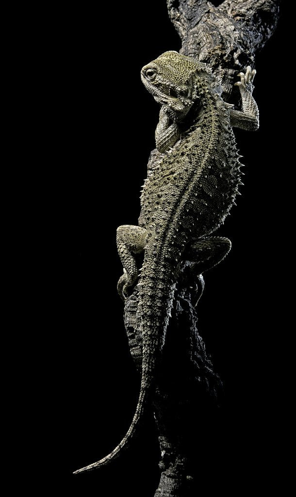 Detail of Pogona brevis (bearded dragon) by Anonymous