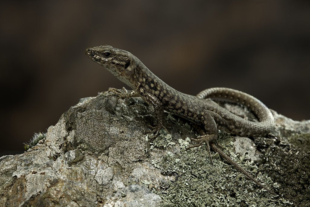 Detail of Podarcis muralis (common wall lizard) by Anonymous