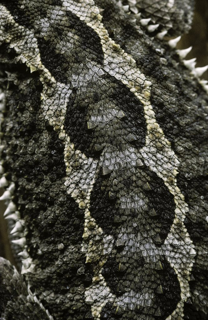 Detail of Pogona vitticeps (bearded dragon) - scales by Anonymous