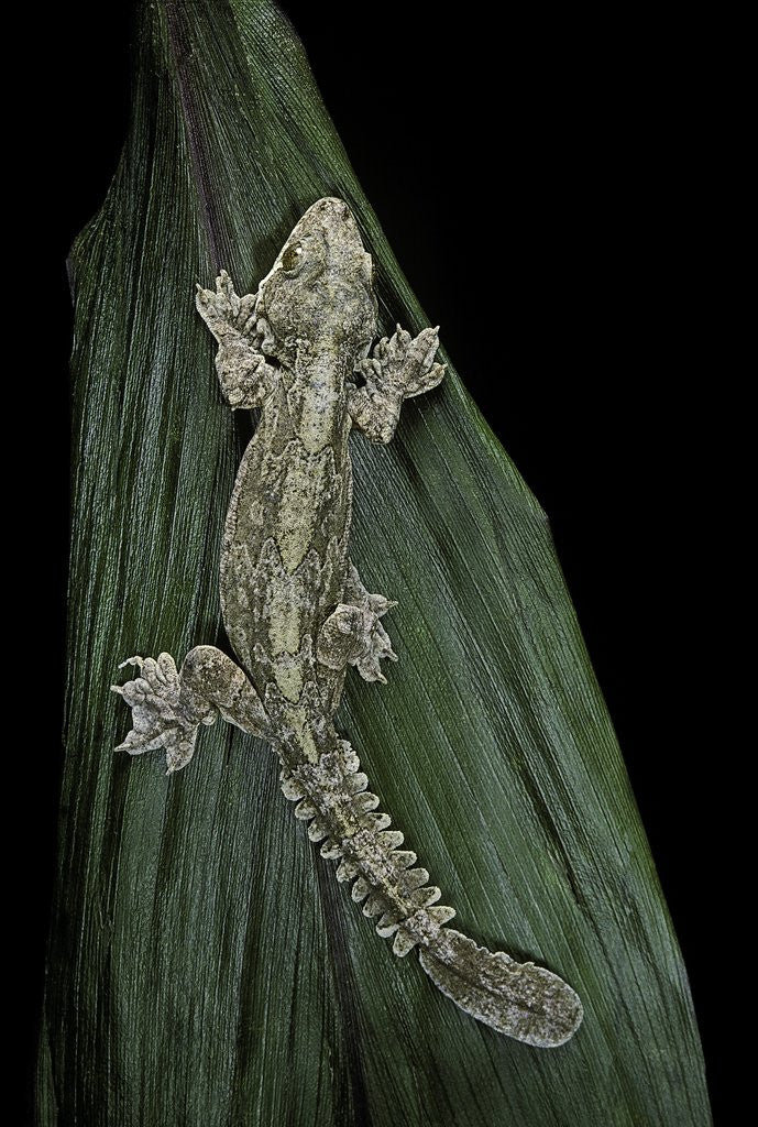 Detail of Ptychozoon kuhli (flying gecko) by Anonymous