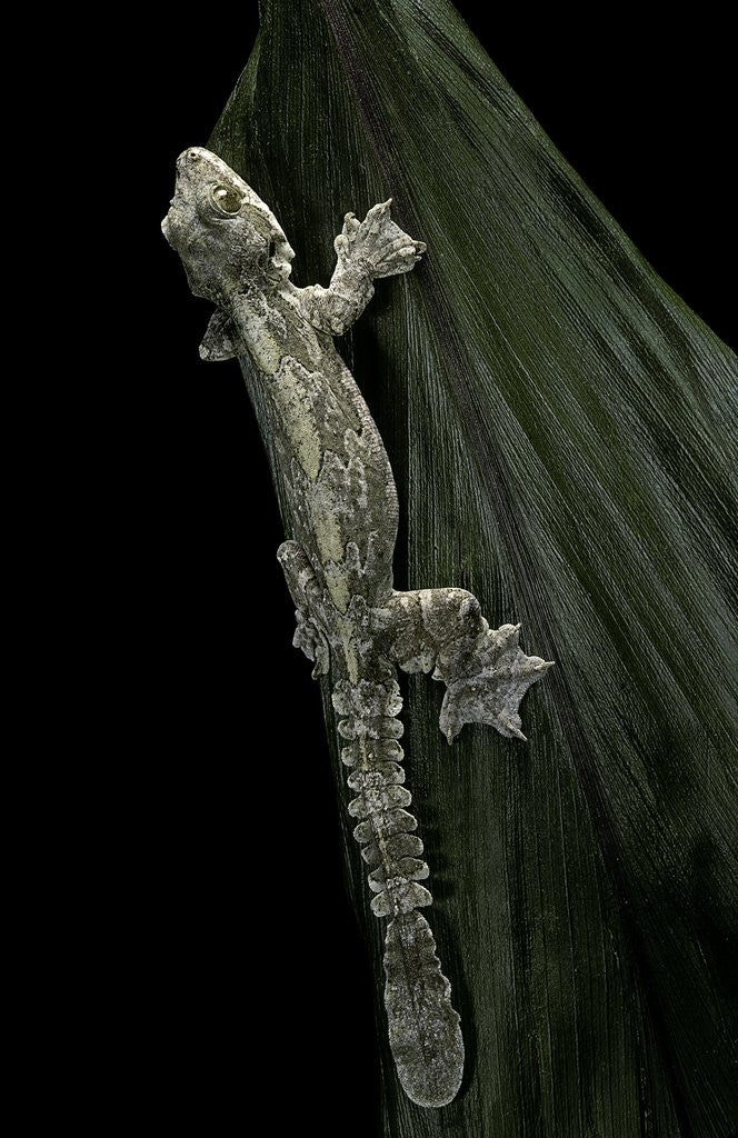Detail of Ptychozoon kuhli (flying gecko) by Anonymous
