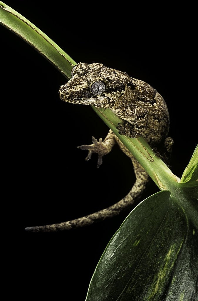 Detail of Rhacodactylus auriculatus (gargoyle gecko) by Anonymous