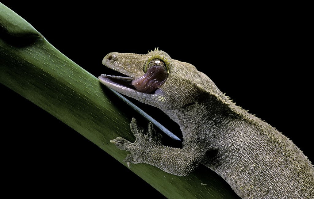 Detail of Rhacodactylus ciliatus (eyelash gecko) - cleaning its eye by Anonymous