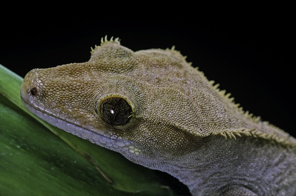 Detail of Rhacodactylus ciliatus (eyelash gecko) by Anonymous