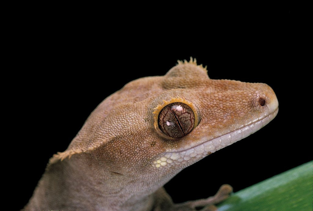 Detail of Rhacodactylus ciliatus (eyelash gecko) by Anonymous