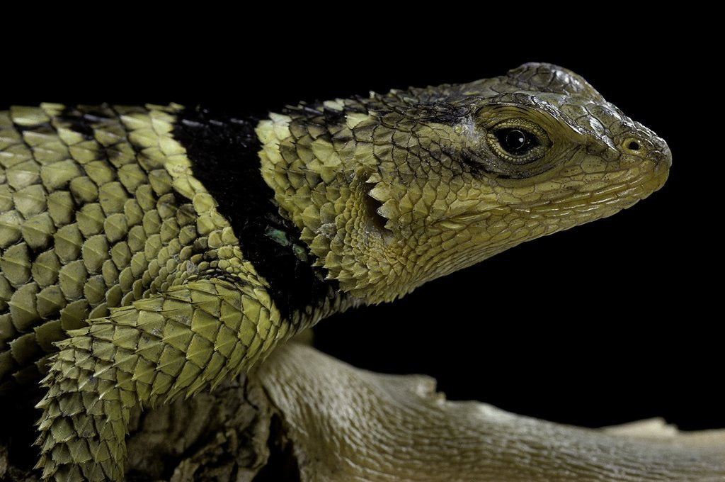 Detail of Sceloporus cyanogenys (blue spiny lizard) by Anonymous