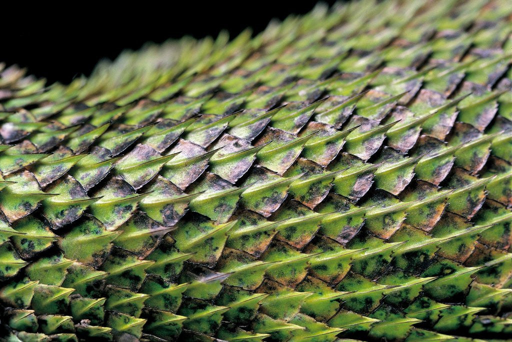 Detail of Sceloporus malachiticus (green spiny lizard) - scales by Anonymous