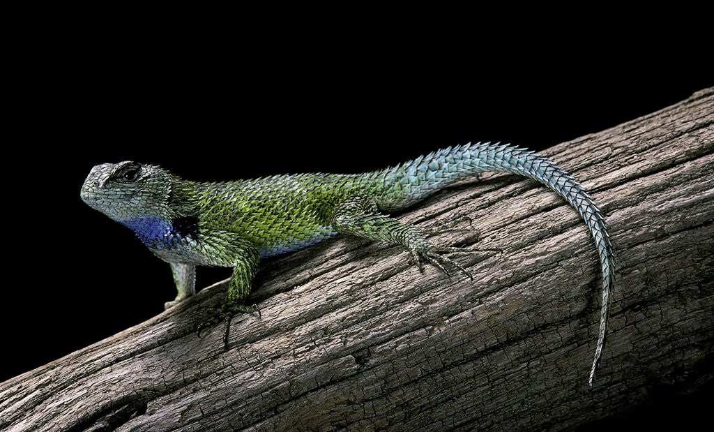 Detail of Sceloporus malachiticus (green spiny lizard) by Anonymous