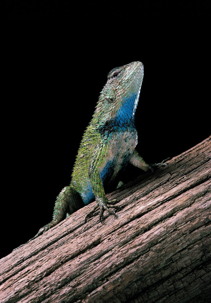 Detail of Sceloporus malachiticus (green spiny lizard) by Anonymous