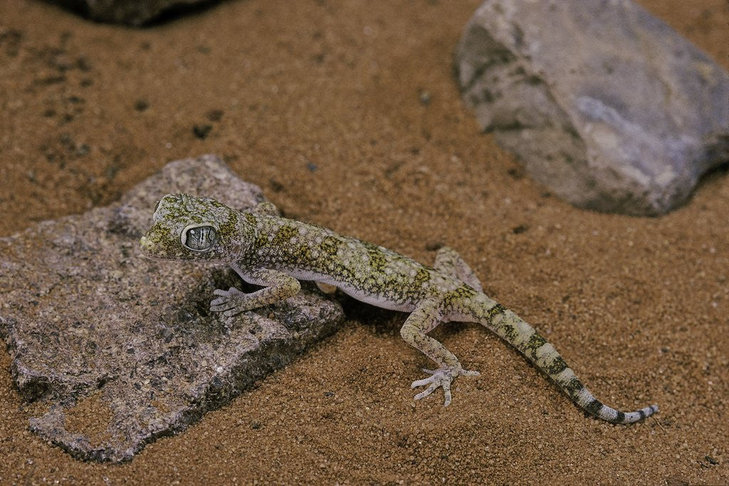 Detail of Stenodactylus sthenodactylus (elegant gecko, Lichtenstein's short-fingered gecko) by Corbis