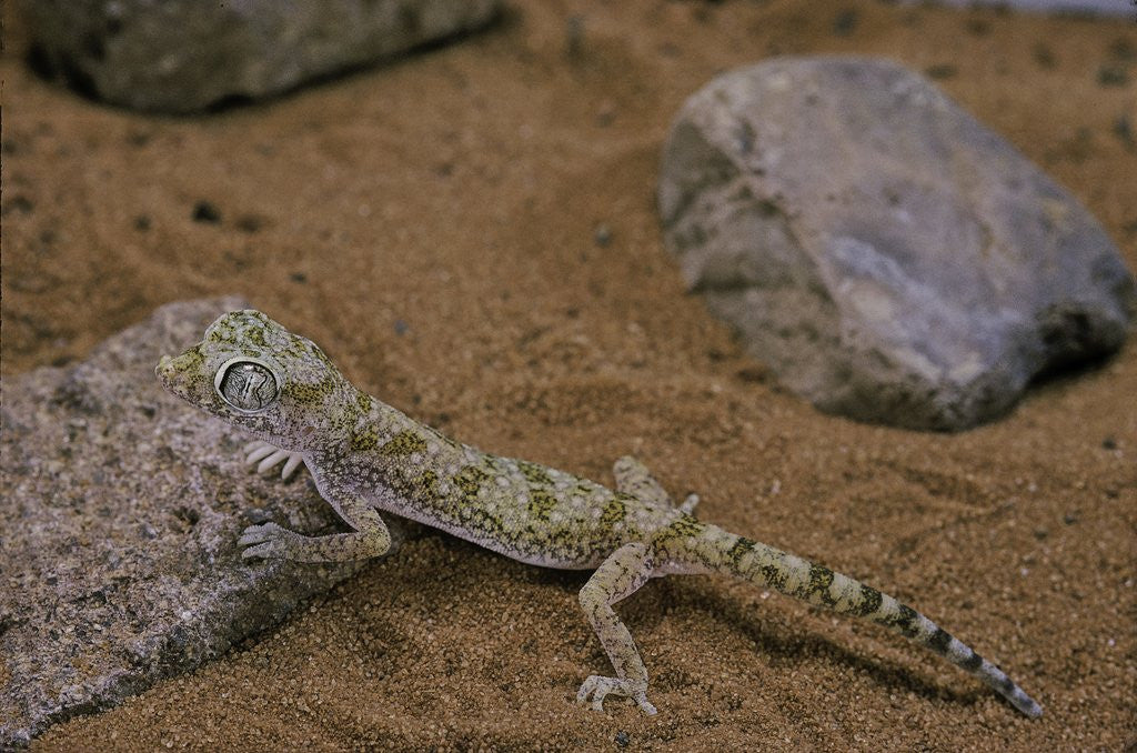 Detail of Stenodactylus sthenodactylus (elegant gecko, Lichtenstein's short-fingered gecko) by Anonymous