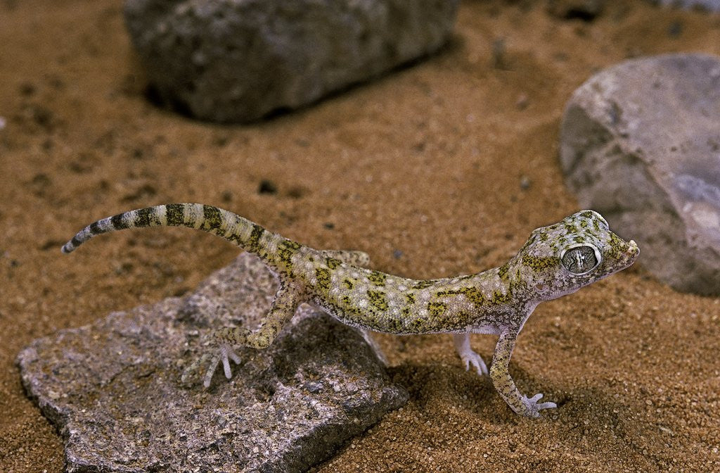 Detail of Stenodactylus sthenodactylus (elegant gecko, Lichtenstein's short-fingered gecko) by Anonymous