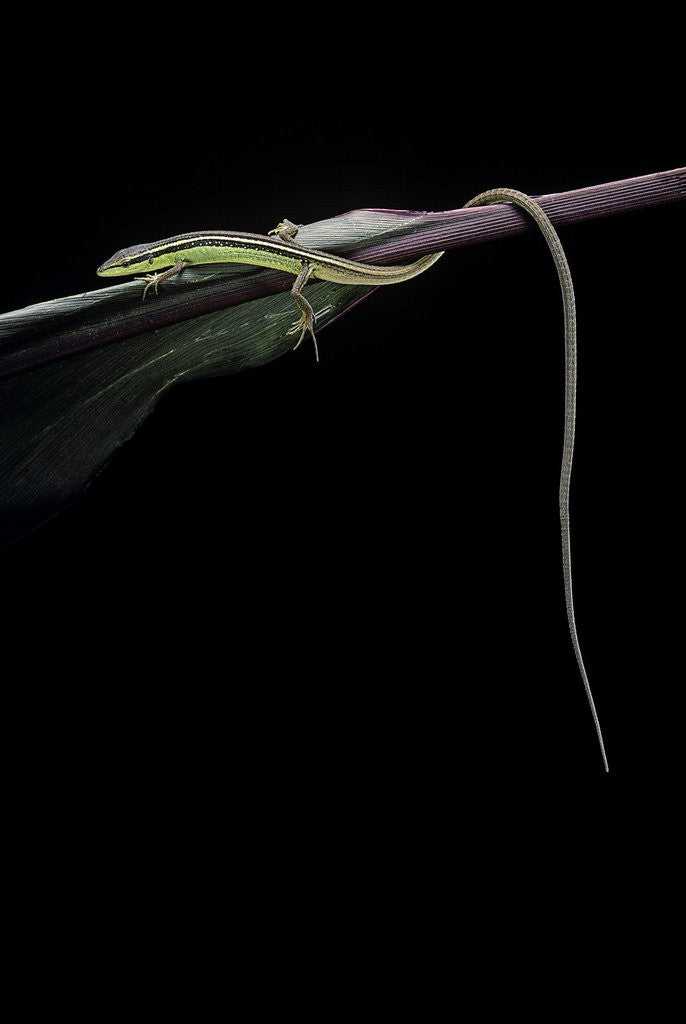 Detail of Takydromus sexileatus (oriental six-lined runner, long-tailed lizard) by Anonymous