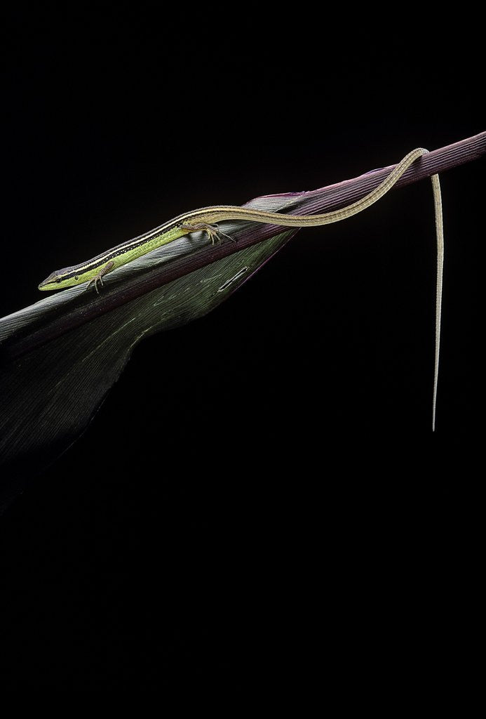 Detail of Takydromus sexileatus (oriental six-lined runner, long-tailed lizard) by Anonymous