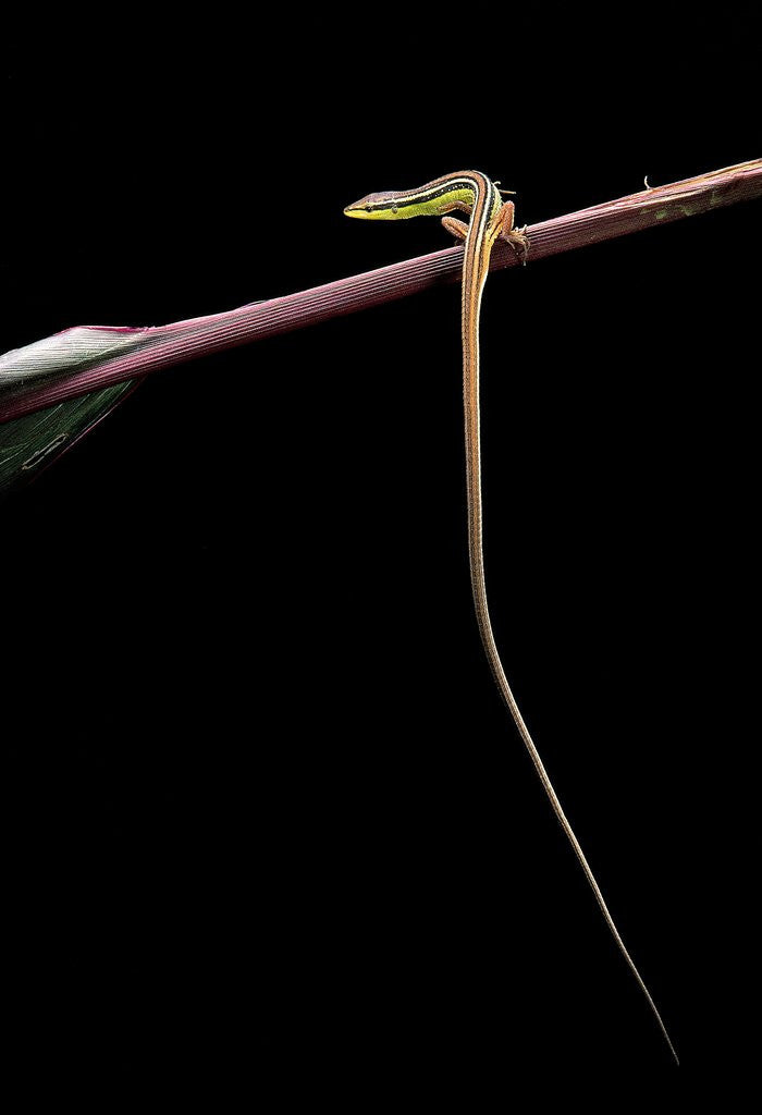Detail of Takydromus sexileatus (oriental six-lined runner, long-tailed lizard) by Anonymous