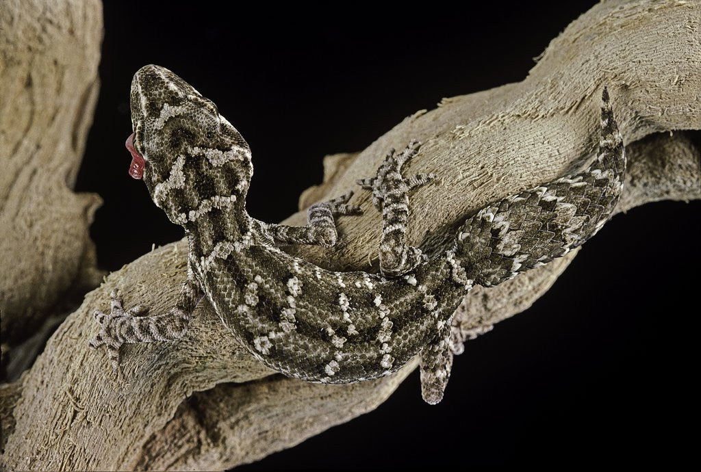 Detail of Teratolepis fasciata (carrot-tailed viper gecko) by Anonymous