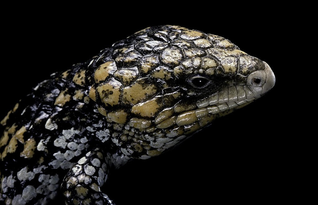 Detail of Tiliqua (Trachydosaurus) rugosa (shingleback skink) by Anonymous