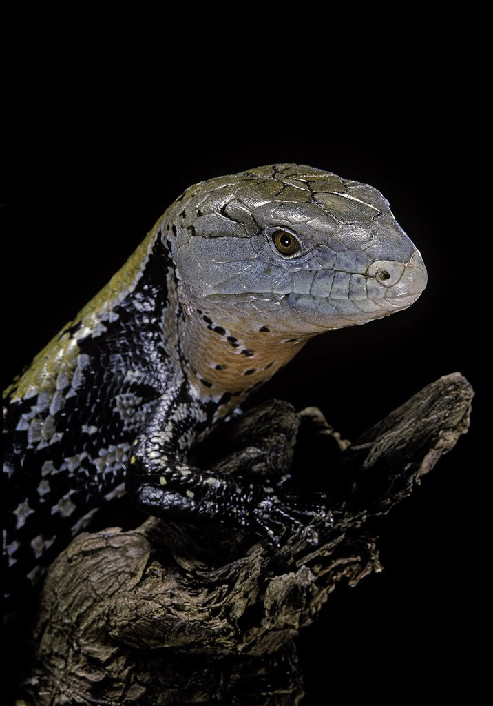 Detail of Tiliqua gigas ( giant bluetongue skink) by Anonymous