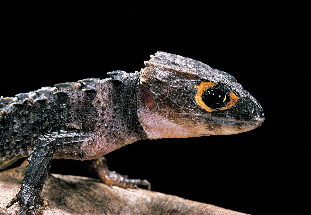 Detail of Tribolonotus gracilis (bush crocodile, red-eyed crocodile skink, orangeaugen-helmskink) by Anonymous