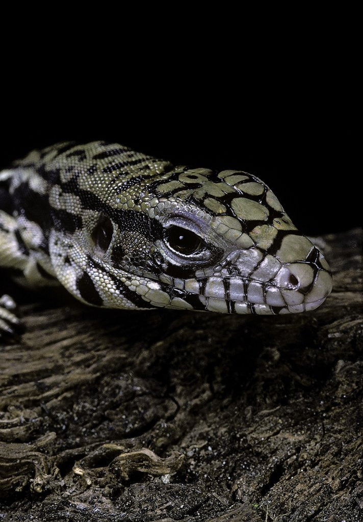 Detail of Salvator merianae (black-and-white tegu) by Anonymous