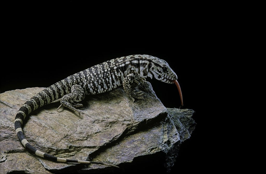 Detail of Salvator merianae (black-and-white tegu) by Anonymous