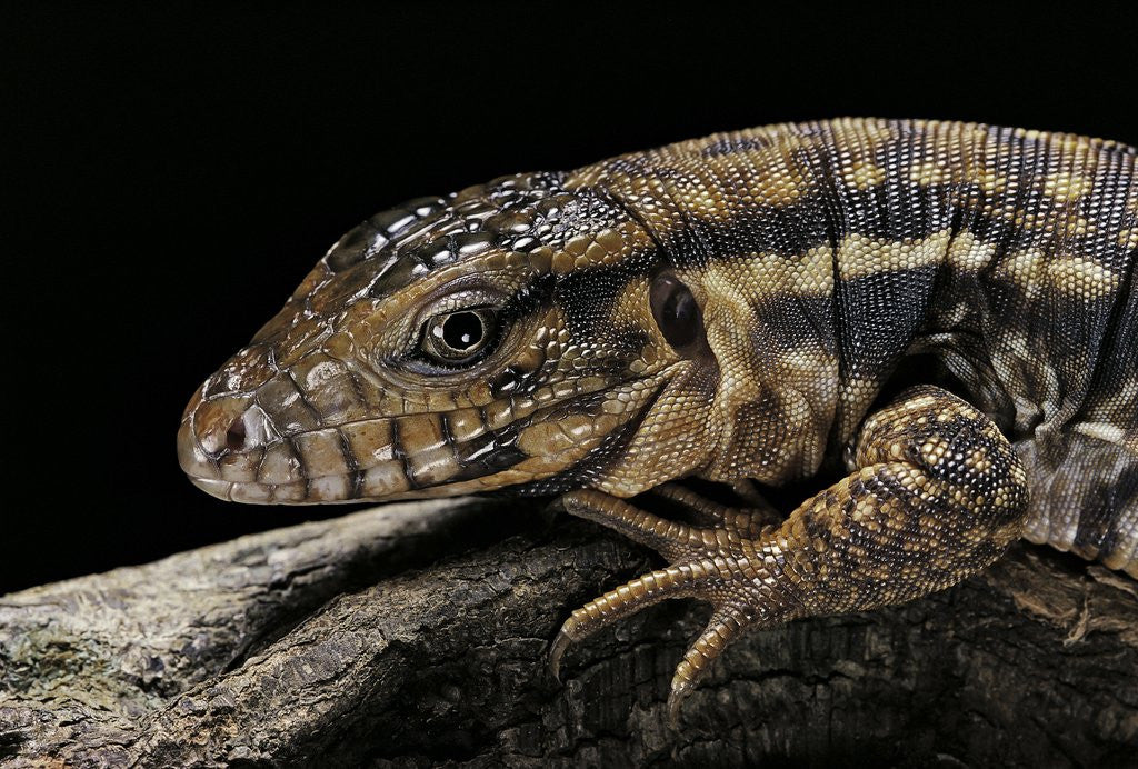 Detail of Salvator rufescens (red tegu) by Anonymous