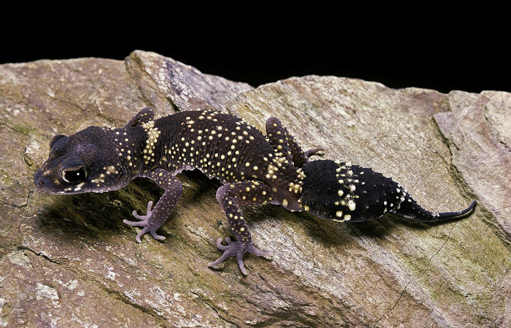 Detail of Underwoodisaurus milii (thick-tailed gecko) by Anonymous