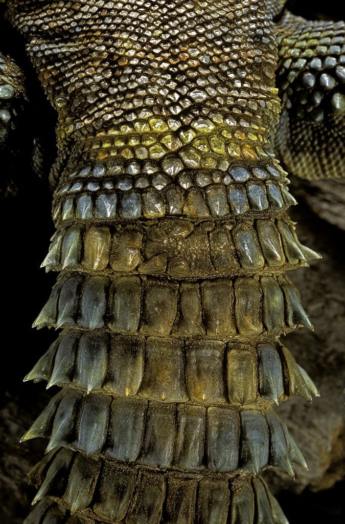 Detail of Uromastyx ornata (ornate mastigure, ornate dabb lizard) - tail by Anonymous