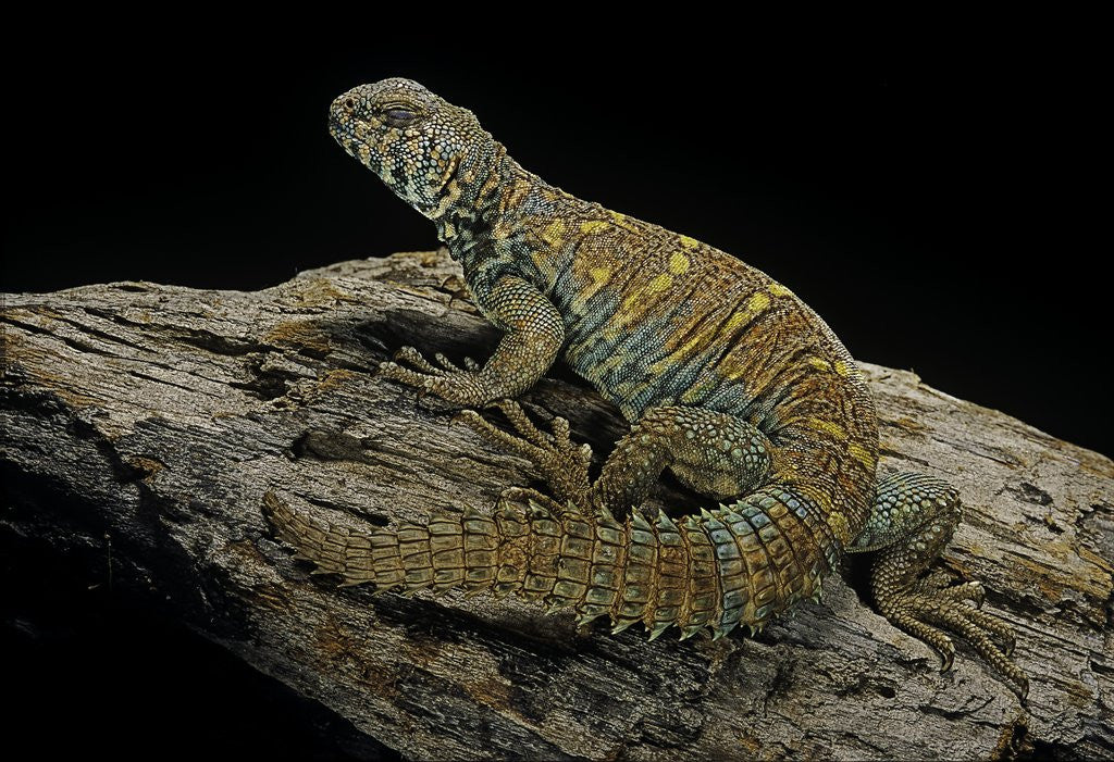 Detail of Uromastyx ornata (ornate mastigure, ornate dabb lizard) by Anonymous