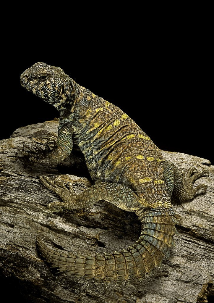 Detail of Uromastyx ornata (ornate mastigure, ornate dabb lizard) by Anonymous