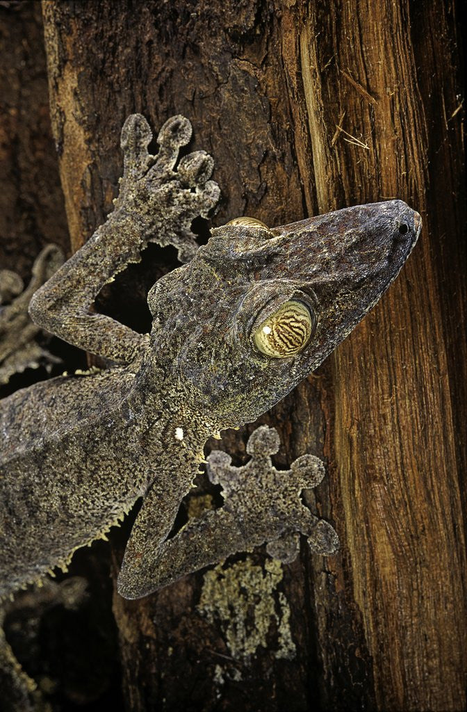 Detail of Uroplatus fimbriatus (giant leaf-tailed gecko) by Anonymous