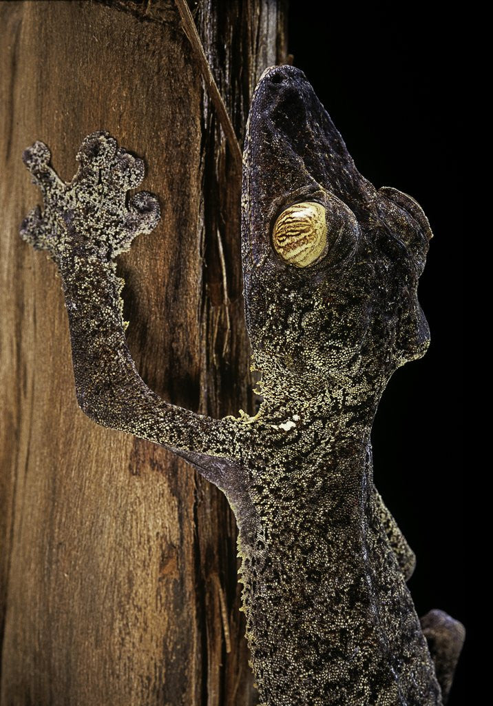 Detail of Uroplatus fimbriatus (giant leaf-tailed gecko) by Anonymous
