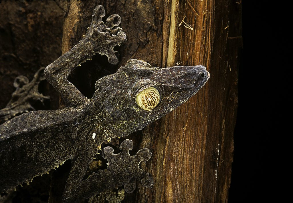 Detail of Uroplatus fimbriatus (giant leaf-tailed gecko) by Anonymous