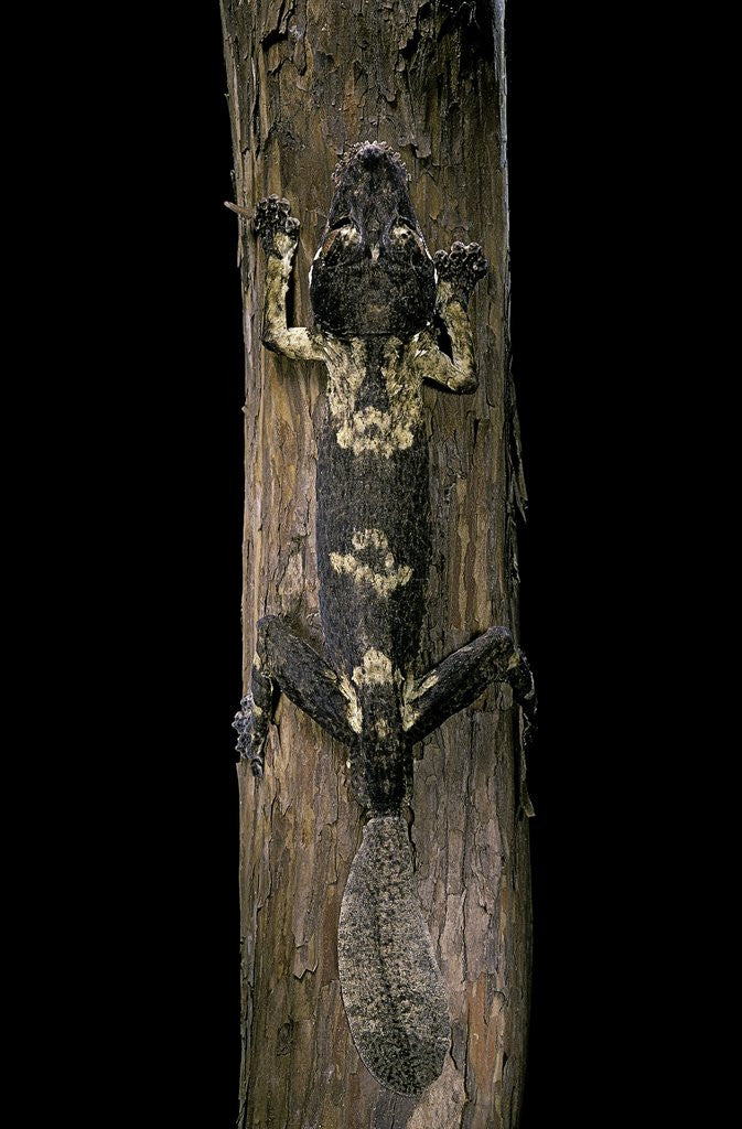 Detail of Uroplatus henkeli (flat-tailed gecko) by Anonymous
