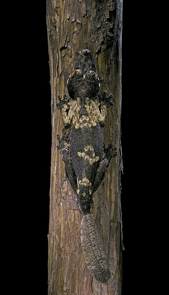 Detail of Uroplatus henkeli (flat-tailed gecko) by Anonymous