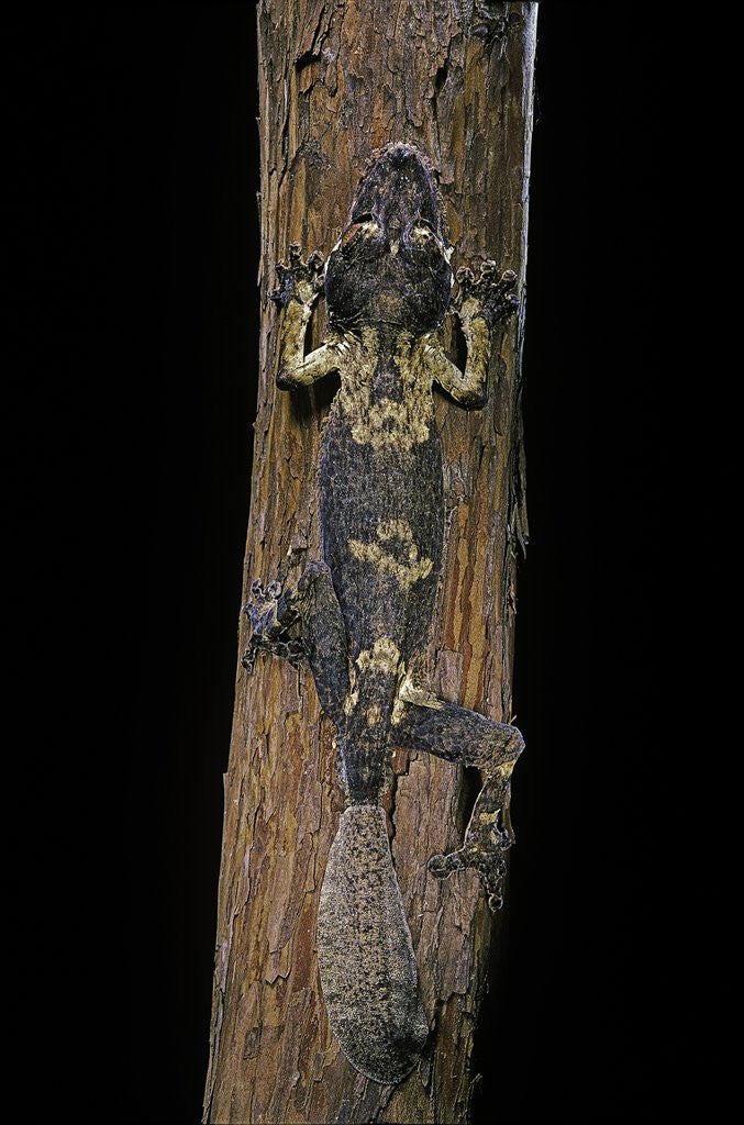 Detail of Uroplatus henkeli (flat-tailed gecko) by Anonymous