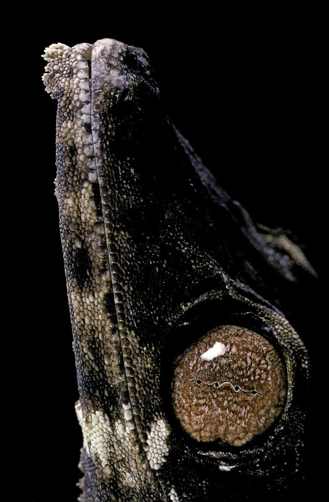 Detail of Uroplatus henkeli (flat-tailed gecko) - eye by Anonymous