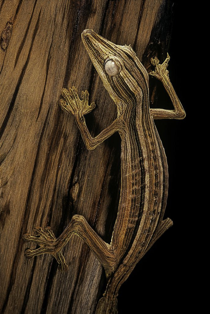 Detail of Uroplatus lineatus (lined flat-tailed gecko) by Anonymous