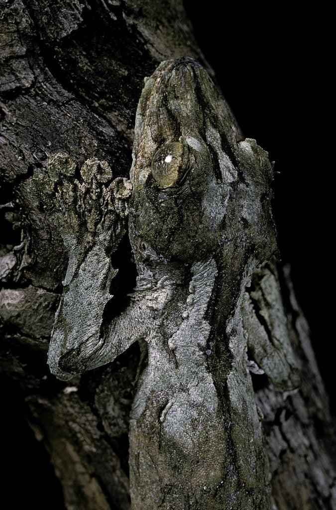 Detail of Uroplatus sikorae (mossy leaf-tailed gecko) by Anonymous