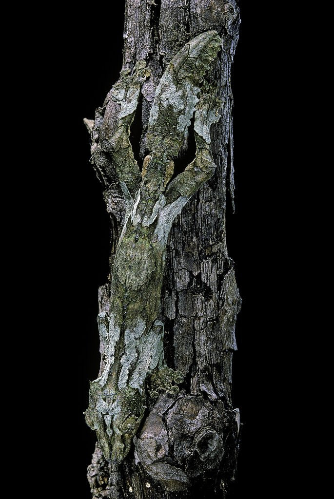 Detail of Uroplatus sikorae (mossy leaf-tailed gecko) by Corbis