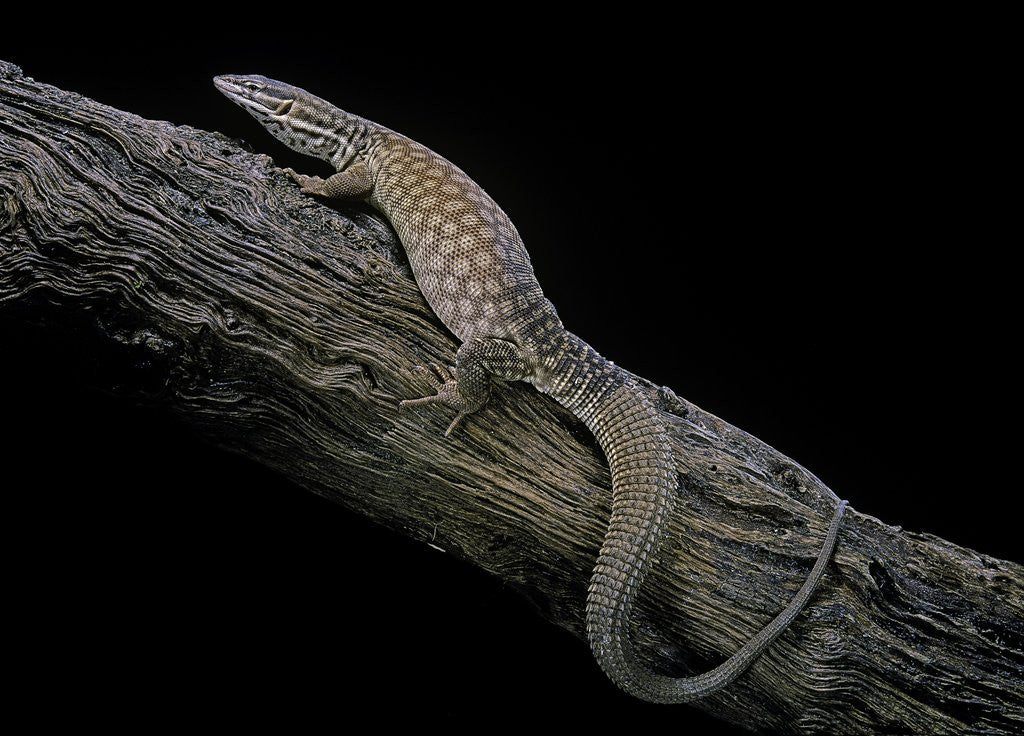 Detail of Varanus acanthurus (spiny-tailed monitor, ridgetail monitor) by Anonymous