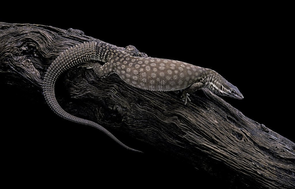 Detail of Varanus acanthurus (spiny-tailed monitor, ridgetail monitor) by Anonymous