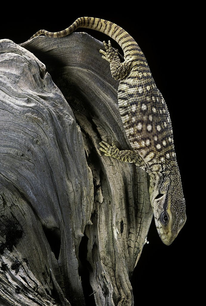 Detail of Varanus exanthematicus (savannah monitor) by Anonymous
