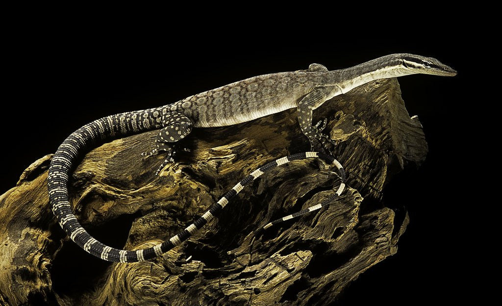 Detail of Varanus glauerti (Kimberley rock monitor) by Anonymous