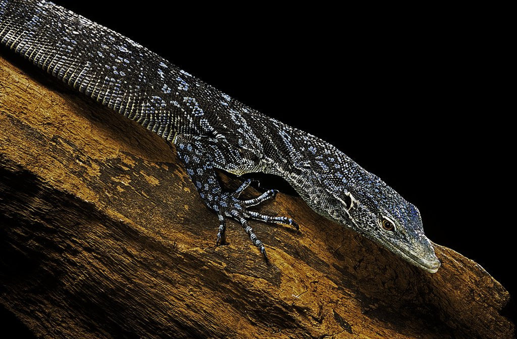 Detail of Varanus macraei (blue spotted tree monitor) by Anonymous
