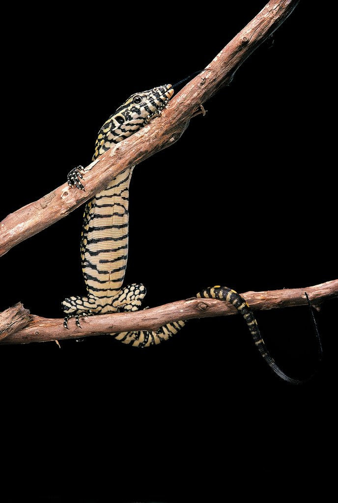 Detail of Varanus niloticus (Nile monitor, water leguaan) by Anonymous