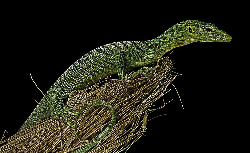 Detail of Varanus prasinus (emerald monitor) by Anonymous