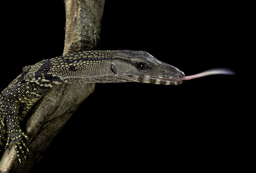 Detail of Varanus rudicollis (roughneck monitor) by Anonymous